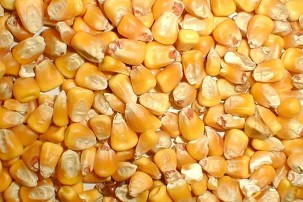 CORN Bag Packaging