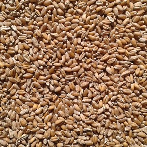 WHEAT Bag Packaging