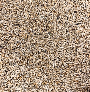 BARLEY Bag Packaging