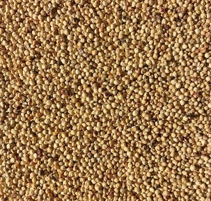 SORGHUM